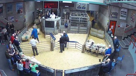 Thainstone - Fortnightly Sale of Store and Breeding Sheep at 10.30am in Ring 3