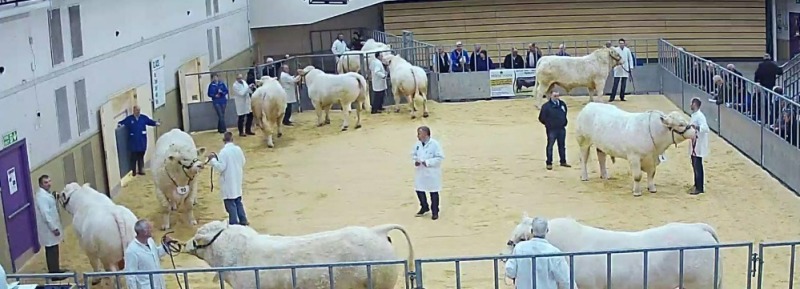 Royal Northern Spring Show - Show and Sale of Exhibition Cattle and Pedigree Bulls